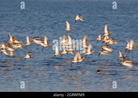 Battenti Black-tail godwits (Limosa limosa) Foto Stock