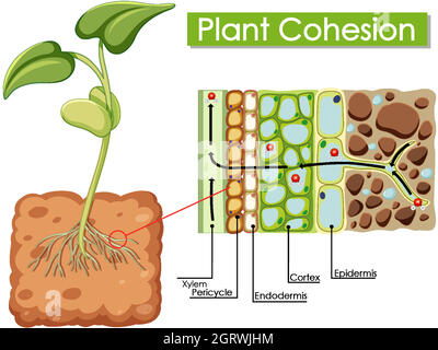 Diagramma che mostra la coesione dell'impianto Illustrazione Vettoriale