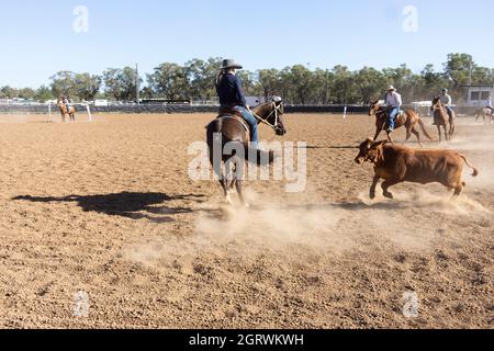 La cowgirl australiana e i cowboys cavalcano i cavalli nello sport australiano unico di campdrafting che ospita un vitello in un'arena polverosa. Foto Stock