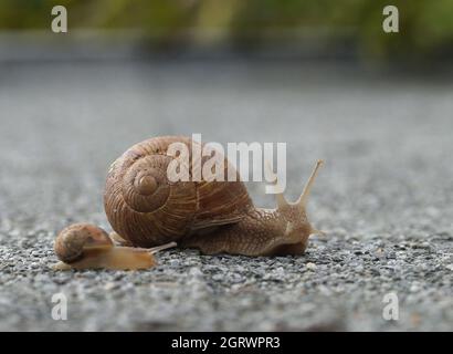 grande madre helix lumaca e piccolo bambino lumaca su strada viaggio Foto Stock