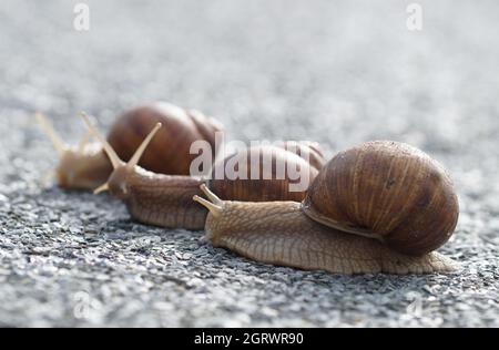 gruppo di 3 lumache helix in viaggio su strada Foto Stock