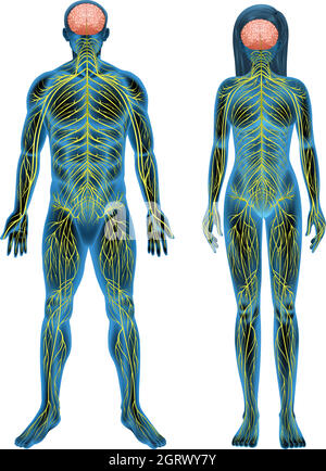 Sistema nervoso umano Illustrazione Vettoriale