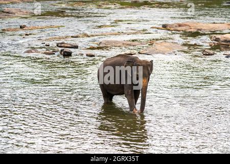 Elefante a pinnawala orfanotrofio degli elefanti, un orfanotrofio, un vivaio e un allevamento prigioniero per elefanti asiatici selvatici. Sri Lanka. Foto Stock