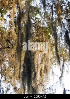 Muschio spagnolo drappeggiato su rami di alberi nel sud della Florida Foto Stock