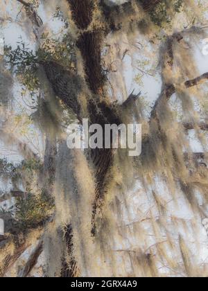 Soffice muschio spagnolo come cotone, che cresce su tronco d'albero Foto Stock