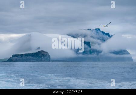 Belle gannette settentrionali che volano lungo la costa mozzafiato dell'isola di Vágar (Vågø), vicino a Mykines, Isole Faroe (Færøerne) Foto Stock