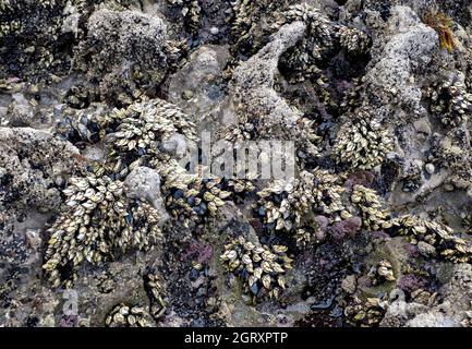 roccia di mare piena di granai, cozze e altri molluschi e alghe, consistenza di roccia di mare, orizzontale Foto Stock