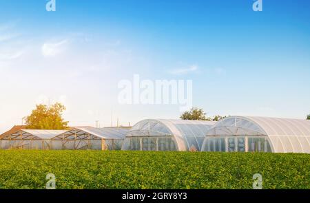 Serre nel campo per piantine di colture, frutta e verdura. Terreni agricoli. Agricoltura e agricoltura. Campagna. Messa a fuoco selettiva Foto Stock