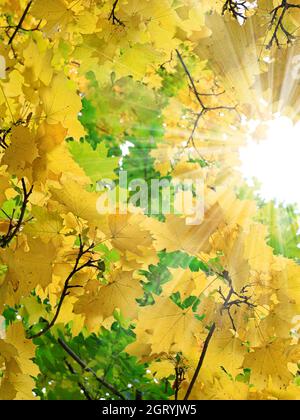 I raggi del sole illuminano le foglie d'acero dorato. Foto verticale. Paesaggio autunnale. Sfondo autunno. Fogliame autunnale. Foto Stock