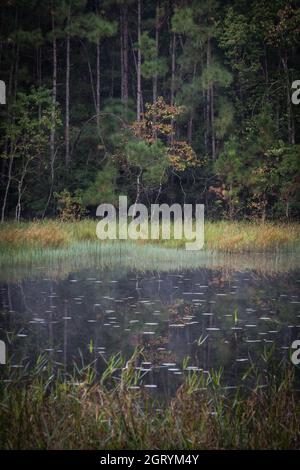 Mattina in un laghetto isolato nel bosco di Piney del Texas orientale. Foto Stock