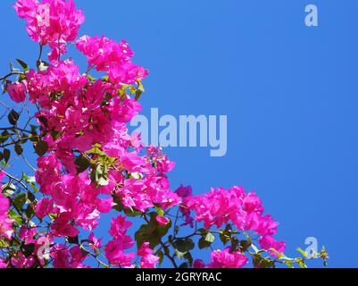 Bougainvillea rosa su sfondo blu cielo mock up, spazio copia Foto Stock