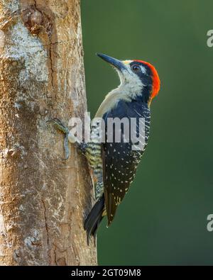 Picchio nero (Melanerpes pucherani) Costa Rica Foto Stock