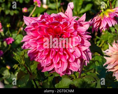Particolare di Dahlia 'Emory Paul' nel confine erbaceo a Chenies in sole d'autunno. Foto Stock