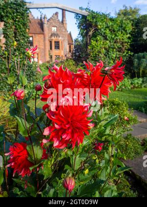 Chenies Manor casa in autunno impressionante Dahlia decorativo 'Labirinto Rosso' in primo piano con il Tudor maniero sullo sfondo. Foto Stock