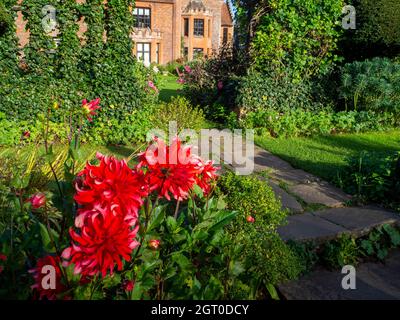 Chenies Manor casa in autunno impressionante Dahlia decorativo 'Labirinto Rosso' in primo piano con il Tudor maniero sullo sfondo. Foto Stock