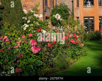 Chenies Manor House in Autumn.Plant confine con grandi fiori di dahlia arancione e rosa portare l'occhio alle finestre della baia del maniero Tudor nel mese di settembre. Foto Stock