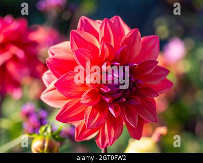 Primo piano di un singolo display dahlia retroilluminato dal sole nel tardo pomeriggio al Chenies Manor nel mese di settembre. Foto Stock