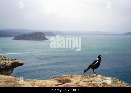 Un magpie australiano al promontorio di Barrenjoey con l'oceano pacifico sullo sfondo. Foto Stock