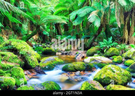 Evergreen lussureggiante baldacchino di temperata foresta pluviale profondo nel torrente Columba lungo il fiume South George in Tasmania di Australia. Foto Stock