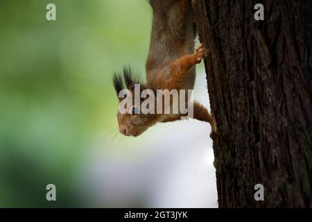 Primo piano dello scoiattolo capovolto sul tronco dell'albero che osserva curioso Foto Stock