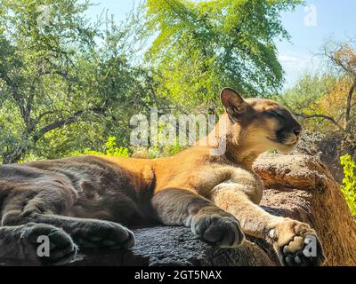 Grandi bagni di puma su rocce con alberi verdi sullo sfondo Foto Stock