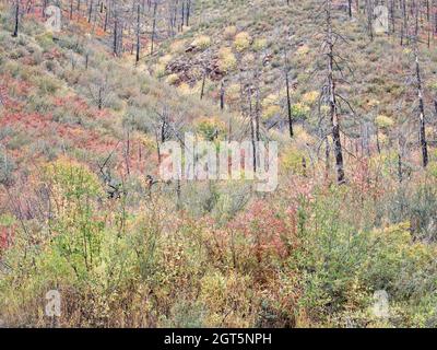 Arbustia di arbusti in colori autunnali e foresta bruciata sulle pendici del Poudre Canyon Poudre sopra Fort Collins nel nord del Colorado Foto Stock