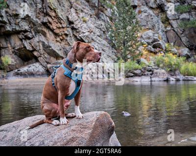 pit bull terrier cane in nessun tiro imbracatura seduto su una riva del fiume di montagna Foto Stock