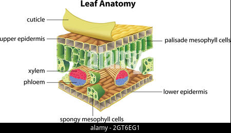 Struttura di una foglia Illustrazione Vettoriale