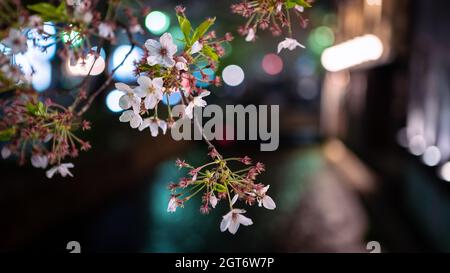 Splendidi alberi illuminati in fiore di ciliegio sakura che si allinea al fiume Takase di notte a Kyoto. Scenario primaverile di stupende ciliegie giapponesi che fioriscono ramo A. Foto Stock