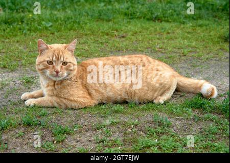 Un gatto di zenzero si trova sull'erba verde Foto Stock