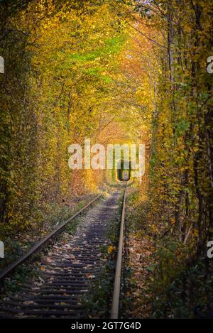 Tunnel naturale d'amore formato da alberi Foto Stock
