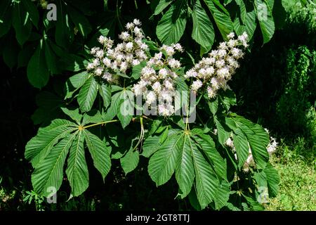 Piccole foglie verdi fresche e fiori bianchi e germogli su rami di un albero di castagno, in un giardino in una soleggiata primavera giorno, bella all'aperto monocromatico Foto Stock