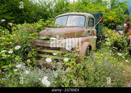 Un autocarro a pianale Dodge del 1949 è cresciuto con erbacce in un deposito in Idaho, Stati Uniti Foto Stock