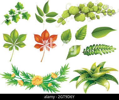 Tipi diversi di foglie Illustrazione Vettoriale