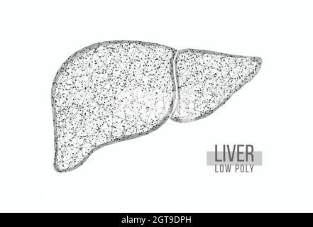 Fegato umano. Struttura a reticolo a basso poli. Concetto per medico, trattamento dell'epatite. Isolato su sfondo bianco. Illustrazione vettoriale. Illustrazione Vettoriale