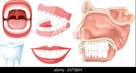 Una serie di denti umani Illustrazione Vettoriale