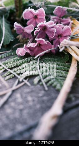 Primo piano di fiori ricoperti di gelo adagiato sul tavolo. Testo pronto. Sfondi Foto Stock