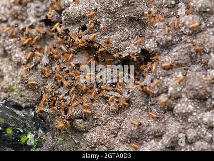 Nido di termite in Costa Rica Foto Stock