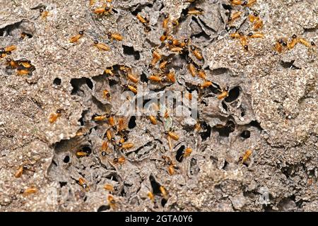 Primo piano su un nido di Termite in Costa Rica Foto Stock