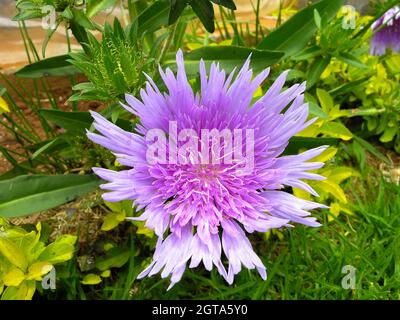 I fiori di Stokesia laevis anche conosciuti come Stokes aster in un giardino a Ooty, India Foto Stock