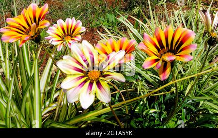 Gazania fiori in un giardino a Ooty, India Foto Stock