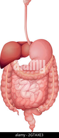 Apparato digestivo umano Illustrazione Vettoriale