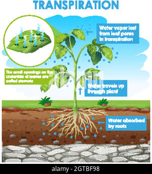 Diagramma che mostra la traspirazione in pianta Illustrazione Vettoriale