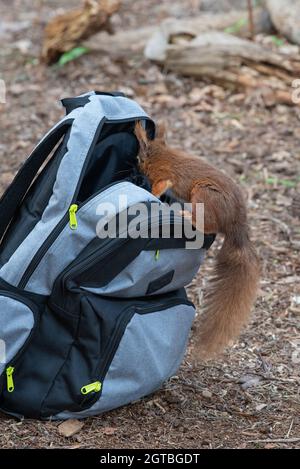 Cheeky scoiattolo rosso cercando all'interno di uno zaino per alimenti Foto  stock - Alamy