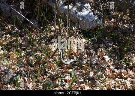 Poskok (Vipera Ammodytes) due vipera cornata in habitat naturale nel parco naturale di Biokovo, Croazia. Il vipera corned è il serpente velenoso più pericoloso Foto Stock
