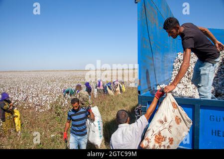 Adana / Turchia - 09/26/2014: Lavoratori che raccolgono cotone nel campo del cotone Foto Stock