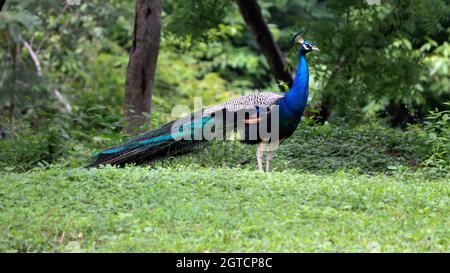 Il bel colore blu Peacock in terra verde Foto Stock