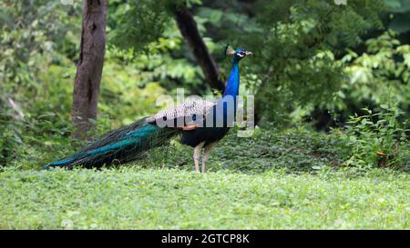 Il bel colore blu Peacock in terra verde Foto Stock