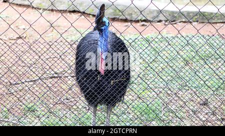 Cassowary uccello una maglia all'interno Foto Stock