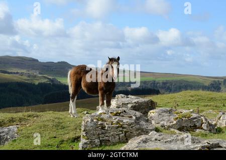 Gallese montagna pony volpe su alta brughiera Mynydd Llangyndir Trefil Blaenau Gwent Galles Cymru UK Foto Stock